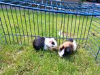 2 leuke cavia beertje, Cavia, Juni, Mannelijk, Tam