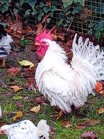 Chabo haan,krulveer., Dieren en Toebehoren, Mannelijk, Kip
