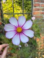 Cosmos Bipinnatus Fizzy Rose Picotee zaden, Ophalen of Verzenden, Voorjaar, Volle zon, Zaad