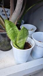Sansevieria, Ophalen, Overige soorten, Minder dan 100 cm