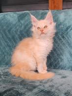 Prachtige maine coon kittens met stamboom te koop, Dieren en Toebehoren, Katten en Kittens | Raskatten | Langhaar, Meerdere dieren