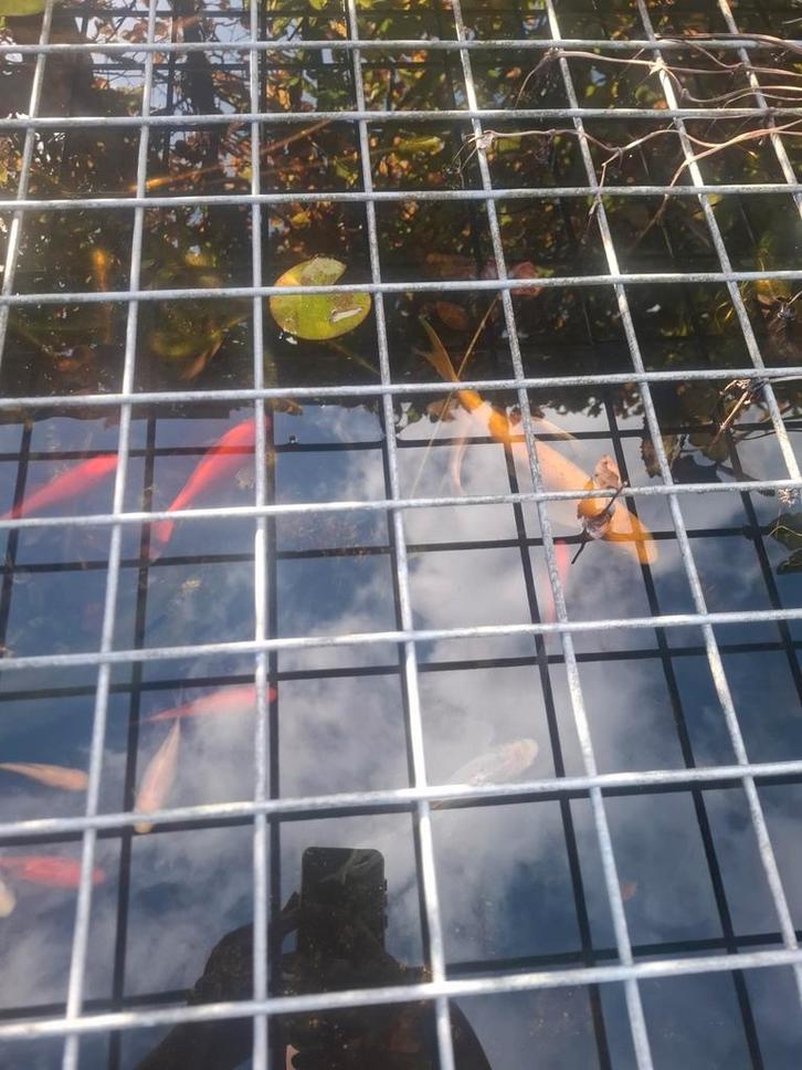 16 Vissen., Dieren en Toebehoren, Vissen | Vijvervissen, Goudvis(sen)