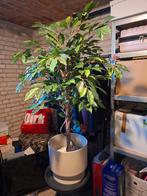 Prachtige kunstplant nieuw incl nieuwe pot en tafeltje!, Ophalen, Nieuw