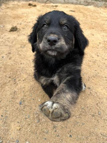 Alora Dog Rescue: Manny zoekt een grote mand beschikbaar voor biedingen