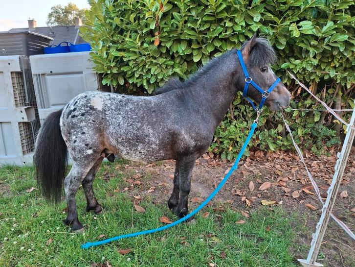 Super lieve mini hengstje te koop, Dieren en Toebehoren, Pony's, Ruin, Gechipt, Ontwormd, Ingeënt