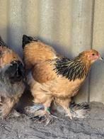 Brahma Hennen te koop van 2025., Vrouwelijk, Kip