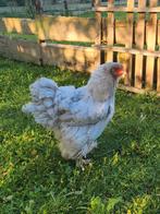 Brahma hen groothoender kleurslag parelmoer, Dieren en Toebehoren, Pluimvee, Vrouwelijk, Kip