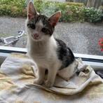 Lieve boerderij kitten te koop, Dieren en Toebehoren, Katten en Kittens | Overige Katten, Kater, Kortharig, 0 tot 2 jaar