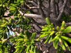 crassula ovata, Tuin en Terras, Planten | Bomen, Overige soorten, 100 tot 250 cm, Zomer, Ophalen
