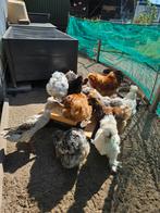 Zijdehoen broedeieren, Dieren en Toebehoren, Pluimvee, Geslacht onbekend, Kip