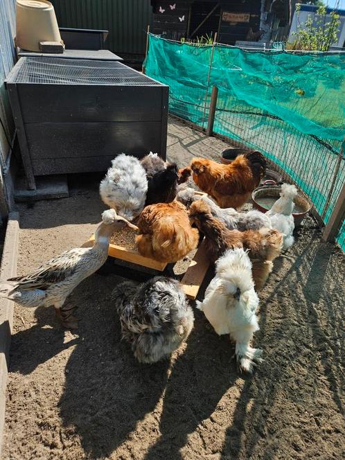Zijdehoen broedeieren, Dieren en Toebehoren, Pluimvee, Kip, Geslacht onbekend