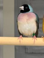 Blauwe Gouldamadines te koop, Meerdere dieren, Tropenvogel, Geringd