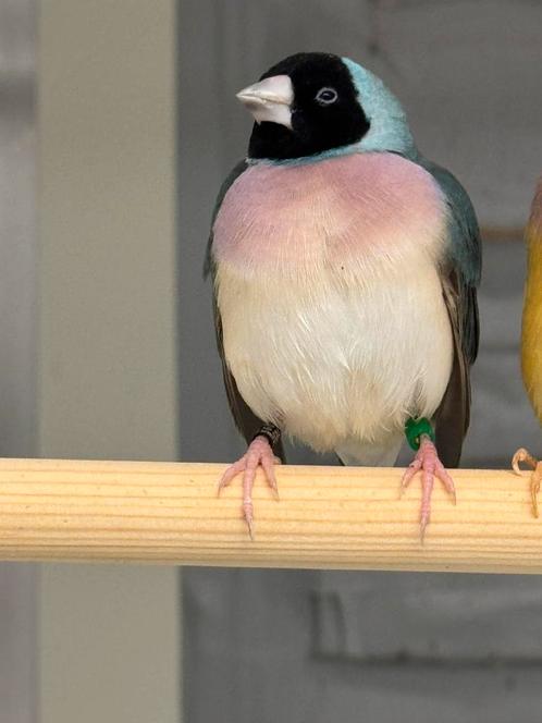 Blauwe Gouldamadines te koop, Dieren en Toebehoren, Vogels | Overige Vogels, Tropenvogel, Meerdere dieren, Geringd