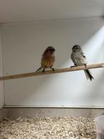 Koppel meesgoudvinken, Dieren en Toebehoren, Meerdere dieren