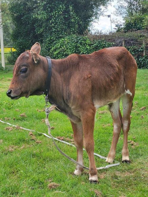 mini zeboe stiertje, Dieren en Toebehoren, Runderen, Mannelijk, 0 tot 2 jaar