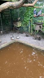 Chilismient, Meerdere dieren