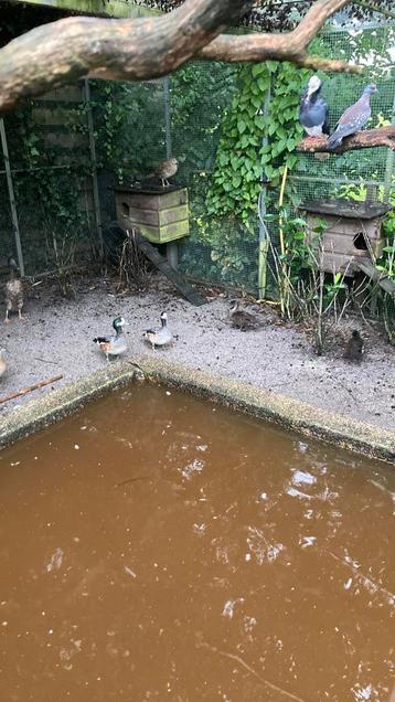 Chilismient beschikbaar voor biedingen