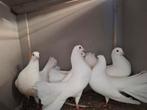 Pauwstaart duiven  wordt niet per stuk verkocht, Dieren en Toebehoren, Vogels | Duiven, Meerdere dieren, Postduif