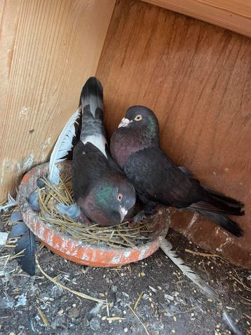 Zwart koppeltje takla duiven met jongen, in goede gezondheid beschikbaar voor biedingen
