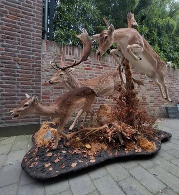 Opgezette herten familie jacht taxidermy opgezet hert gewei beschikbaar voor biedingen