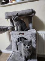 Kittens Brits korthaar, Dieren en Toebehoren, Katten en Kittens | Raskatten | Korthaar