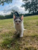Prachtige kitten, Dieren en Toebehoren, Katten en Kittens | Overige Katten, Kater, Kortharig, 0 tot 2 jaar