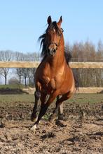 Ter dekking: GGK Allround Stempelhengst YANOUR HAYATI, Dieren en Toebehoren, Paarden en Pony's | Dekhengsten en Fokmerries, Hengst