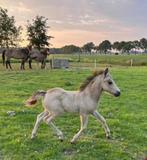 Valk hengst Veulen, Dieren en Toebehoren, Pony's, Niet van toepassing, 0 tot 2 jaar, Hengst, A pony (tot 1.17m)