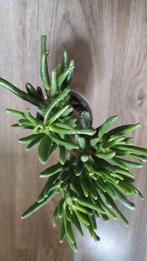 Grassula, Ophalen, Halfschaduw, Minder dan 100 cm