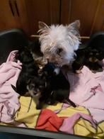 Yorkshire terriër pupps te koop, Dieren en Toebehoren, Yorkshire Terriër, Reu, 8 tot 15 weken, Meerdere