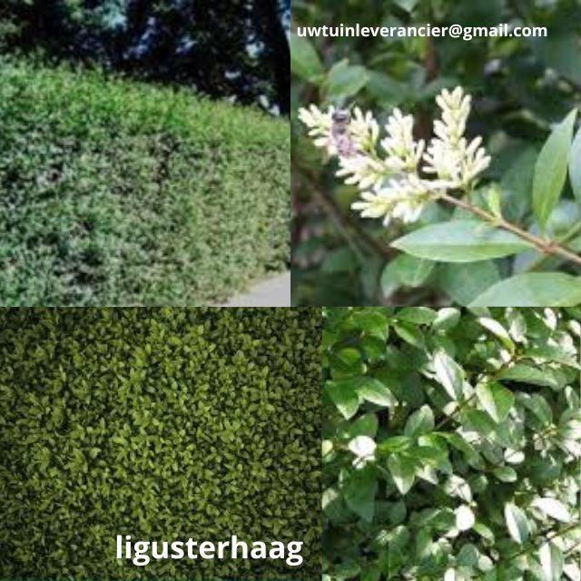 Haagliguster – Ligustrum ovalifolium |, Tuin en Terras, Planten | Struiken en Hagen, Liguster, Minder dan 100 cm, Ophalen