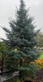 Zilverspar, Ophalen, Nieuw