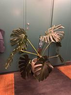 Monstera grote, Ophalen, 100 tot 150 cm, Overige soorten, Halfschaduw