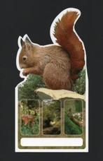 Eekhoorn Sciurus Vulgaris Knaagdier., Verzamelen, Ansichtkaarten | Dieren, Ophalen of Verzenden, 1980 tot heden, Ongelopen, Knaagdier