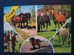 Dieren - Paarden - zeddam, Ophalen of Verzenden, Ongelopen, Paard