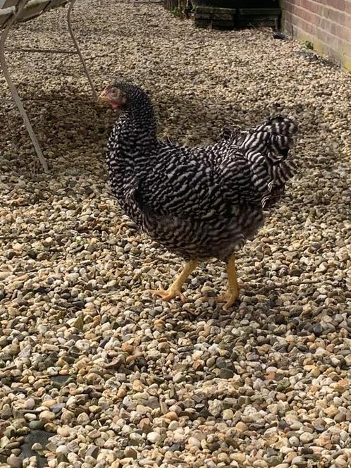 broedeieren | Amrock Grote sterke/rustige kippen/kuikens, Dieren en Toebehoren, Pluimvee, Kip, Geslacht onbekend