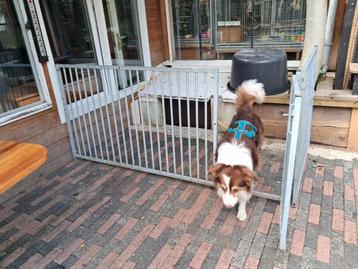 Hondenren delen  pups ren beschikbaar voor biedingen