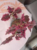 Siernetel Victorian Ruffles - 2 plantjes, Ophalen, Overige soorten, Minder dan 100 cm