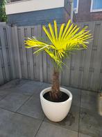 Mooie palmboom in witte pot, In pot, Volle zon, Ophalen of Verzenden, Palmboom
