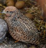 Chinese dwergkwartel hen gezocht, Dieren en Toebehoren, Vogels | Overige Vogels, Vrouwelijk