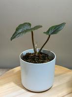 Philodendron squamicaule pink, Huis en Inrichting, Kamerplanten, Ophalen of Verzenden, Overige soorten, Minder dan 100 cm
