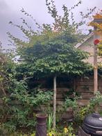 Leibeuk, Bloeit niet, Leiboom, 250 tot 400 cm, Ophalen