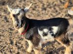 Cae en cl vrij bokje dwerggeit, Dieren en Toebehoren, Schapen, Geiten en Varkens, Mannelijk, Geit, 0 tot 2 jaar