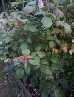 Grote frambozen planten direct fruit!, Tuin en Terras, Ophalen, Zomer, Volle zon