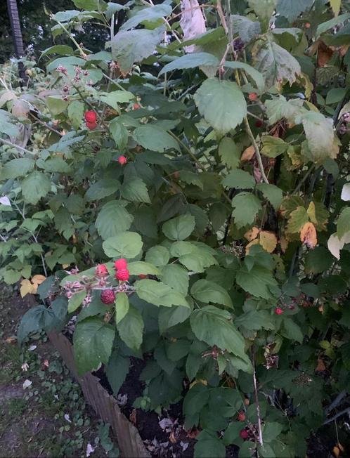 Grote frambozen planten direct fruit!, Tuin en Terras, Planten | Tuinplanten, Volle zon, Zomer, Ophalen