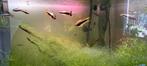 Keizer tetra's mooi groep plus minus 10, Dieren en Toebehoren, Vissen | Aquariumvissen, Vis, Zoetwatervis, Schoolvis