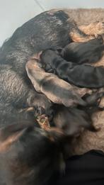 Ruwharige dwergteckel pups, Dieren en Toebehoren, Rabiës (hondsdolheid), 8 tot 15 weken, Dwerg, Meerdere