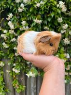 California peruvian beertje, Dieren en Toebehoren, Knaagdieren
