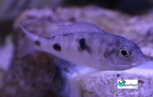 Dolfijn Cichlide, Dieren en Toebehoren, Vissen | Aquariumvissen, Zoetwatervis, Vis