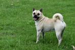 Retromops honden herplaatsing, Overige rassen, CDV (hondenziekte), 1 tot 2 jaar, Teef